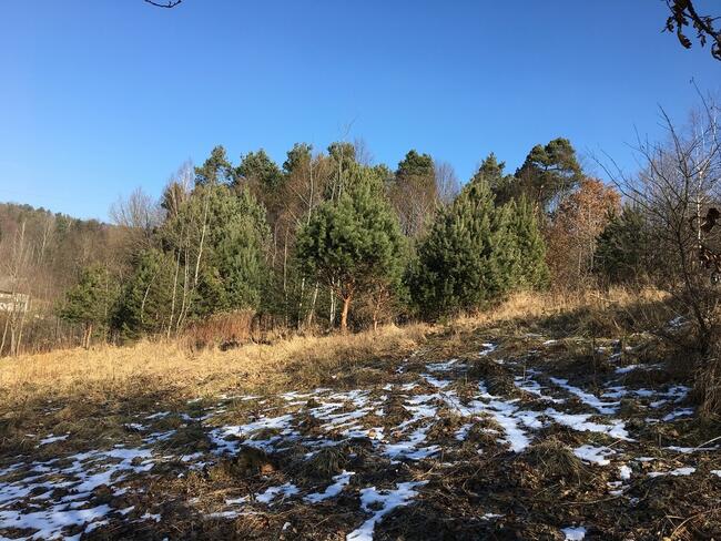 Cichawka, teren inwestycyjny - NOWA CENA!