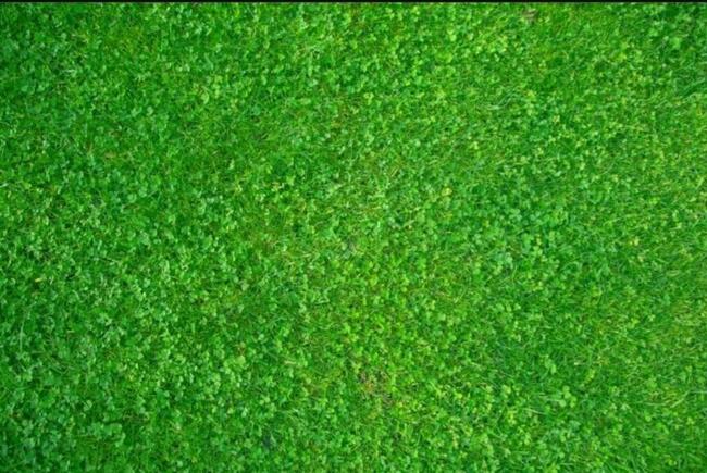 Zakładanie trawnika siew trawy mikrokoniczyna KURÓW