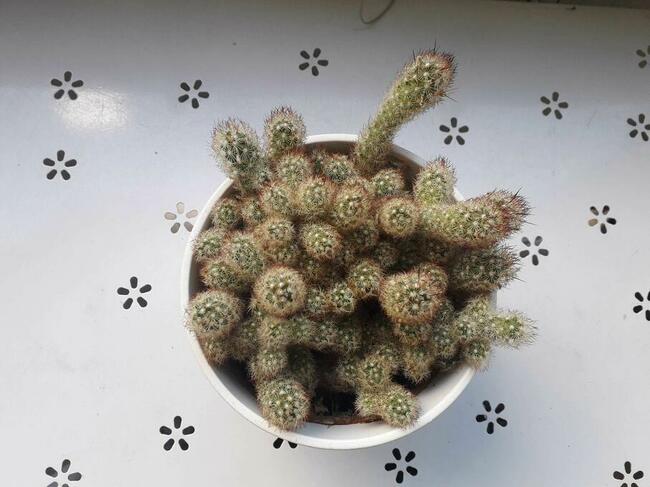 kaktus z doniczką ceramiczną