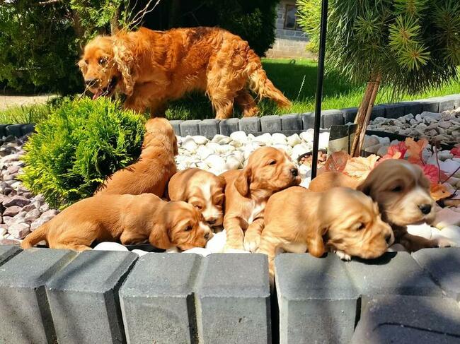 Szczeniaki Cocker spaniel angielski
