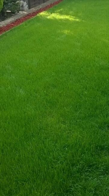Zakładanie trawnika siew trawy mikrokoniczyna KURÓW