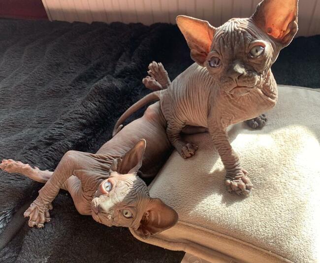 HODOWLA KOTÓW SPHYNX * Sfinks Sphynx & Bambino • DeTrojanS