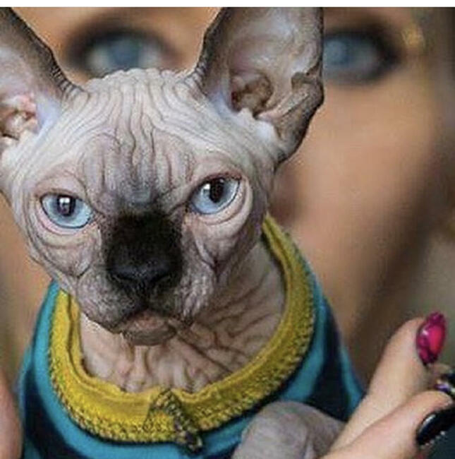 Adopcja 3 koty 1-3l , Czarna Pointka Sphynx i Bambino️ toy