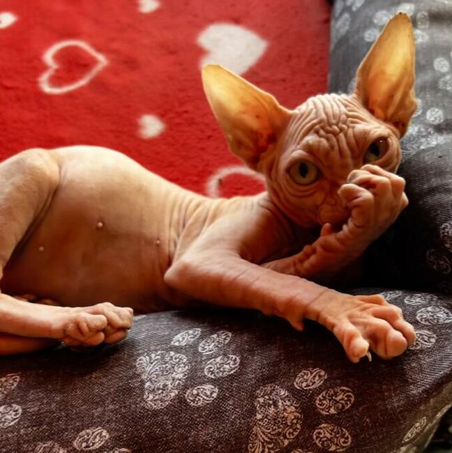 Najpiękniejszy, najładniejszy • Warszawa