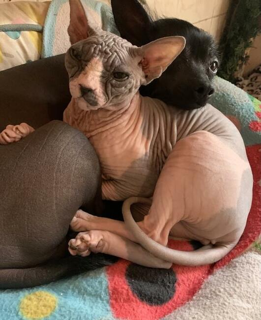 HODOWLA KOTÓW SPHYNX * Sfinks Sphynx & Bambino • DeTrojanS