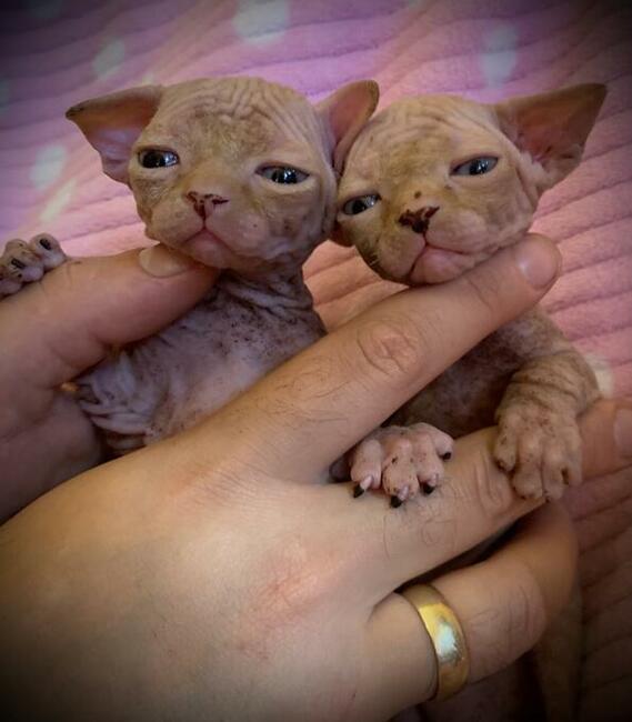HODOWLA KOTÓW SPHYNX * Sfinks Sphynx & Bambino • DeTrojanS