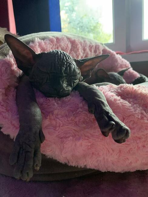 Najpiękniejszy, najładniejszy • Warszawa