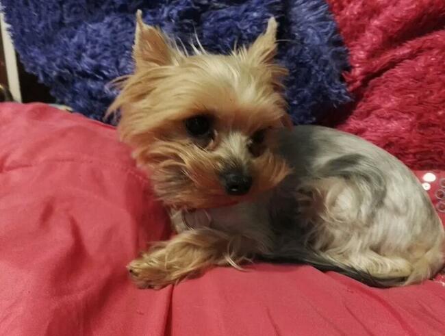 mini yorki, yorkshire-reproduktor