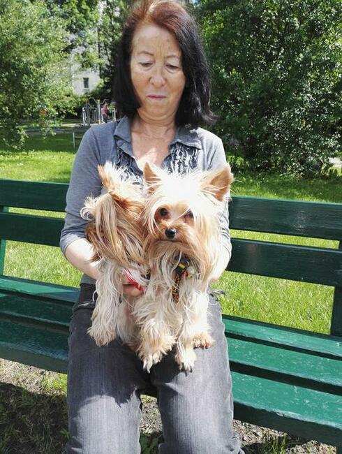 mini yorki, yorkshire-reproduktor