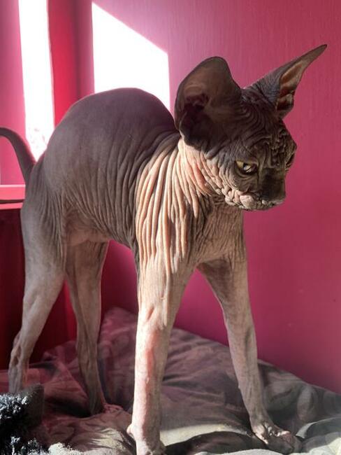 Najpiękniejszy, najładniejszy • Warszawa