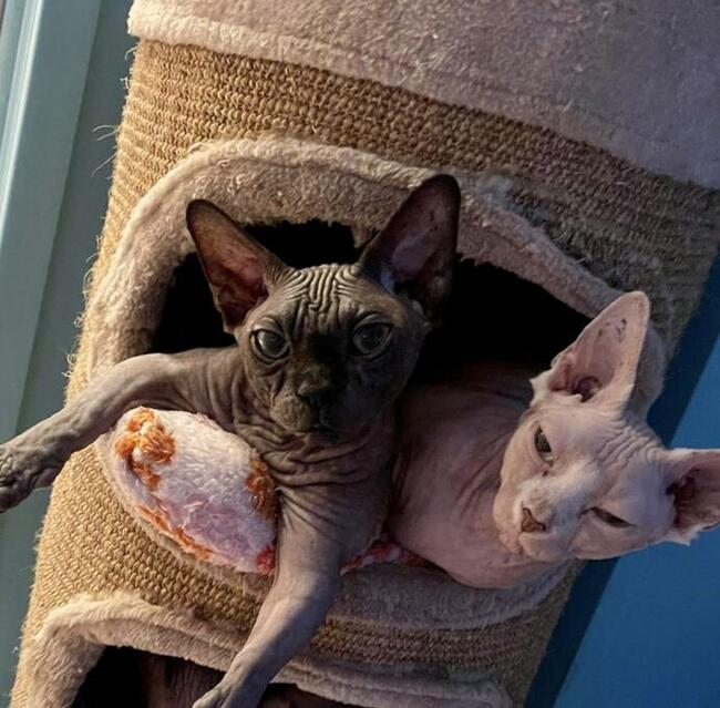 HODOWLA KOTÓW SPHYNX * Sfinks Sphynx & Bambino • DeTrojanS