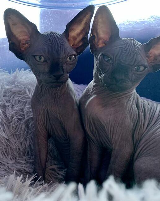 Najpiękniejszy, najładniejszy • Warszawa