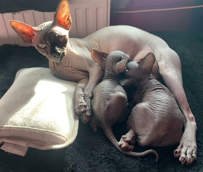 Najpiękniejszy, najładniejszy • Warszawa