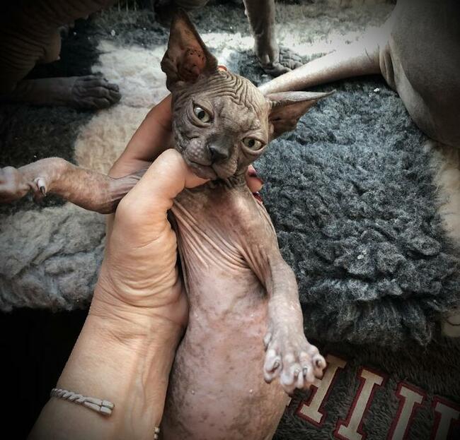 Najpiękniejszy, najładniejszy • Warszawa