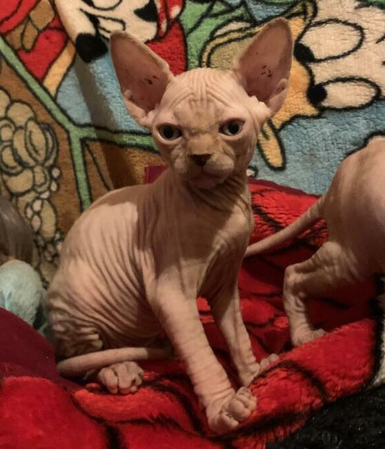 HODOWLA KOTÓW SPHYNX * Sfinks Sphynx & Bambino • DeTrojanS