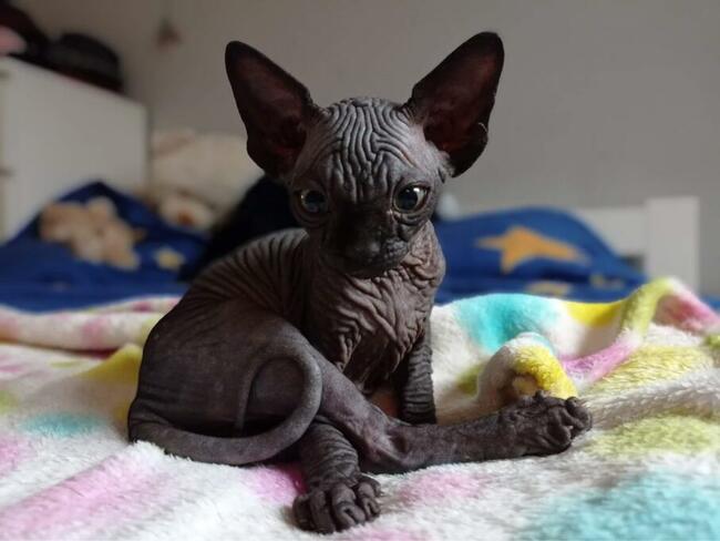 HODOWLA KOTÓW SPHYNX * Sfinks Sphynx & Bambino • DeTrojanS