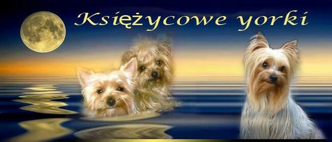 mini yorki, yorkshire-reproduktor