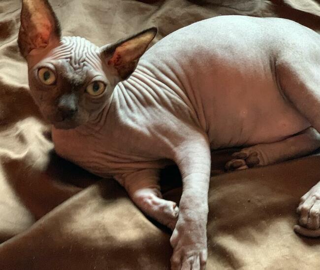 Najpiękniejszy, najładniejszy • Warszawa