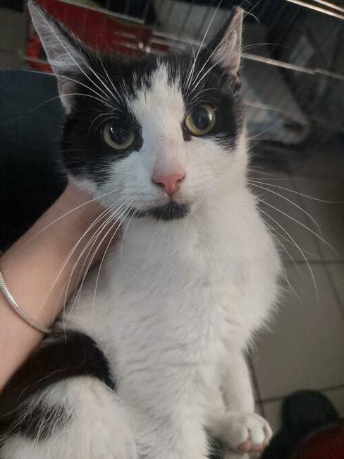 DS/DT dla ok.rocznego kocurka nie pozwólmy aby wrócił na uli