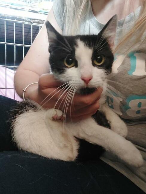 DS/DT dla ok.rocznego kocurka nie pozwólmy aby wrócił na uli