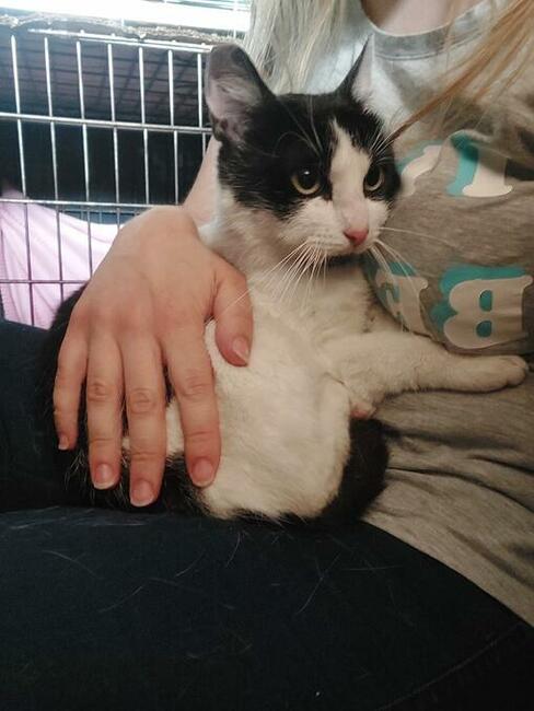 DS/DT dla ok.rocznego kocurka nie pozwólmy aby wrócił na uli