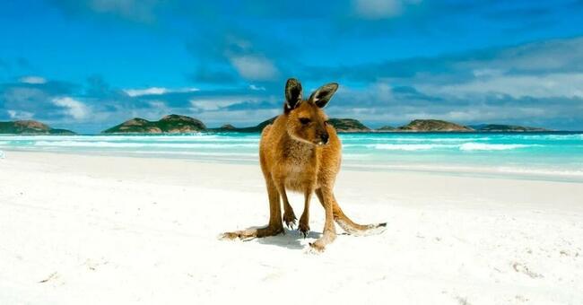 Zaproszę dziewczynę na wspólny wyjazd do Australii