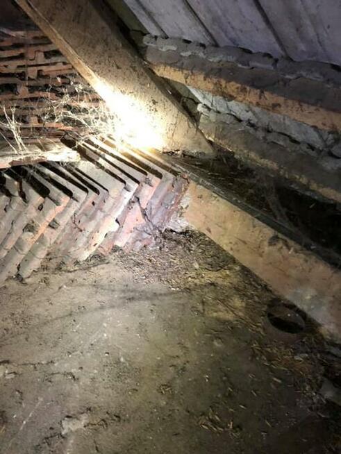 Usuwanie gniazd szerszeni i os.