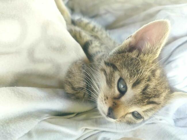 Oddam 3-miesięczne kotki do adopcji w dobre ręce