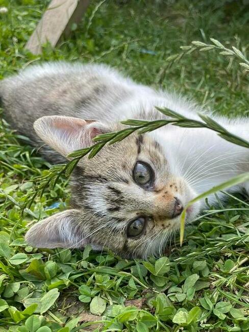 Oddam 3-miesięczne kotki do adopcji w dobre ręce