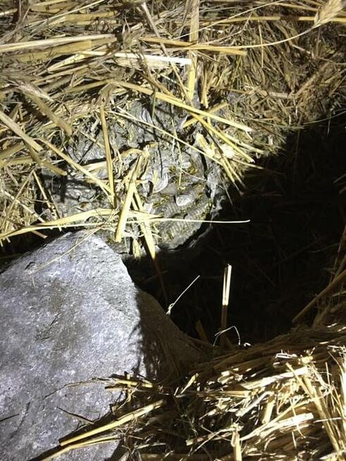 Usuwanie gniazd szerszeni i os.