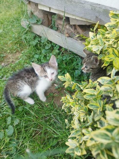 Oddam 3-miesięczne kotki do adopcji w dobre ręce