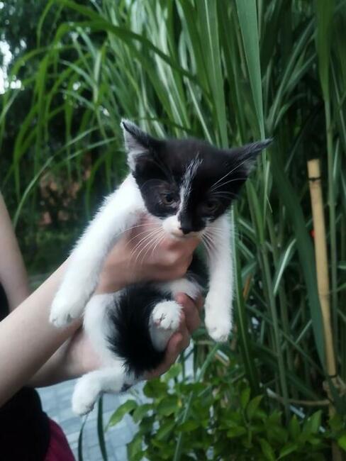 Oddam 3-miesięczne kotki do adopcji w dobre ręce