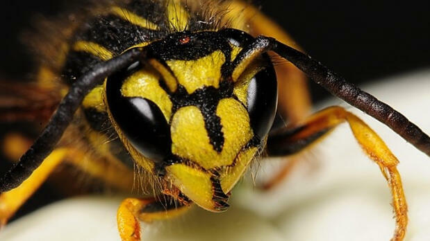 Usuwanie gniazd szerszeni i os.