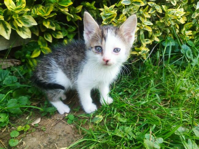 Oddam 3-miesięczne kotki do adopcji w dobre ręce