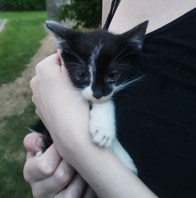 Oddam 3-miesięczne kotki do adopcji w dobre ręce