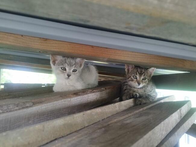 Oddam 3-miesięczne kotki do adopcji w dobre ręce