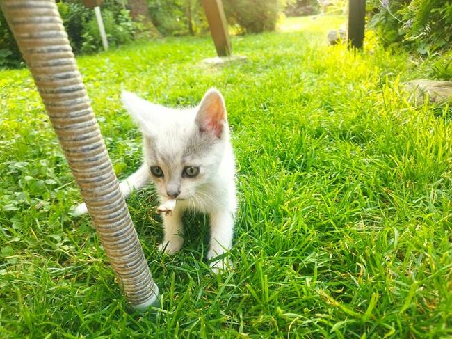 Oddam 3-miesięczne kotki do adopcji w dobre ręce