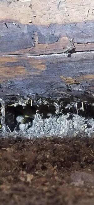 Usuwanie gniazd szerszeni i os.