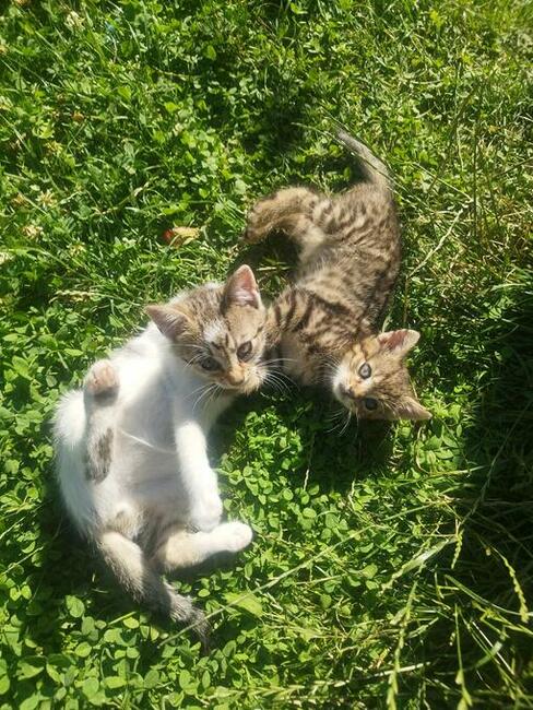 Oddam 3-miesięczne kotki do adopcji w dobre ręce