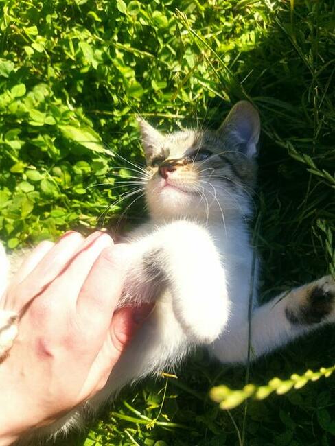 Oddam 3-miesięczne kotki do adopcji w dobre ręce