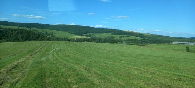 Siano ekologiczne, cena 150 zł z transportem rezerwacja 2024