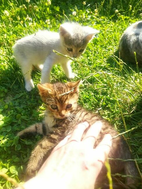 Oddam 3-miesięczne kotki do adopcji w dobre ręce
