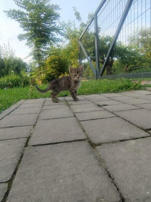 Oddam 3-miesięczne kotki do adopcji w dobre ręce