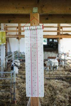 Lep na muchy w rolce Eco, 25 cm x 10 m, Kerbl