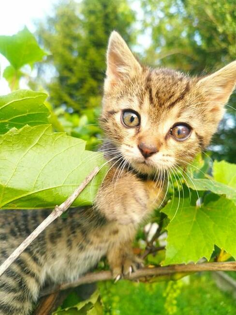 Oddam 3-miesięczne kotki do adopcji w dobre ręce