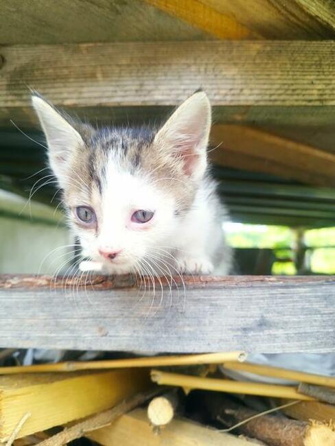 Oddam 3-miesięczne kotki do adopcji w dobre ręce