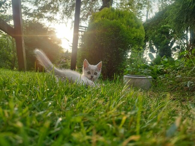 Oddam 3-miesięczne kotki do adopcji w dobre ręce