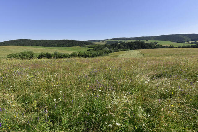Siano ekologiczne, cena 150 zł z transportem rezerwacja 2024