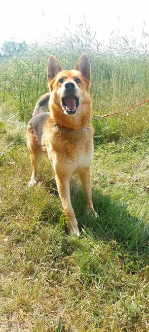 Psiak bez szans na adopcję, Dexter, 6letni, 22kg