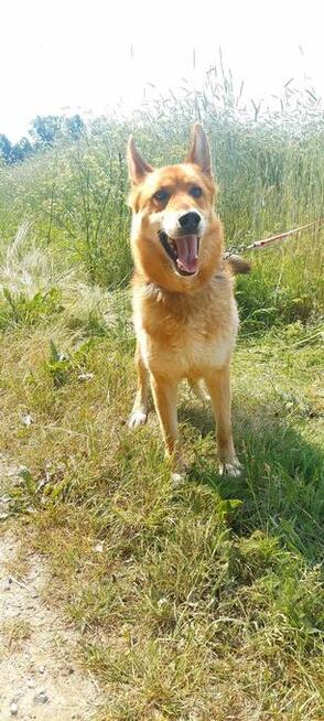 Psiak bez szans na adopcję, Dexter, 6letni, 22kg